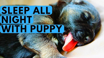 Teach Your Puppy to Sleep Through the Night