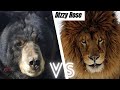 American Black Bear vs Barbary Lion 2021