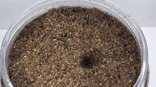 大量発生したトビムシがしている ある 事 Youtube