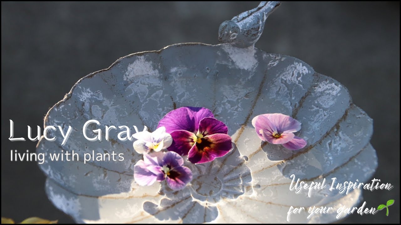 【新春】朝日を背に華やぐ新春のショップツアー /冬枯れのガーデンを覗く/ガーデニング雑貨も多数ご紹介