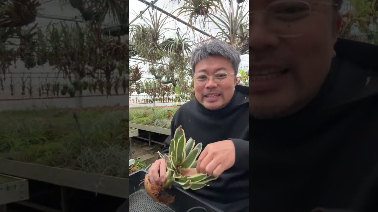 Touching the Tank Bromeliad a Little Bit - YouTube