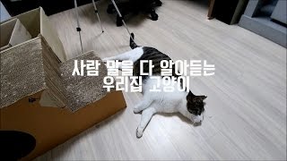 사람 말을 다 알아듣는 우리집 고양이 screenshot 4