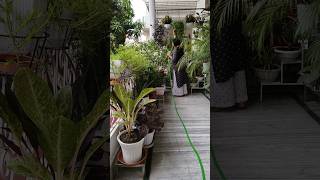 Watering plant #cleaning garden #balconygarden