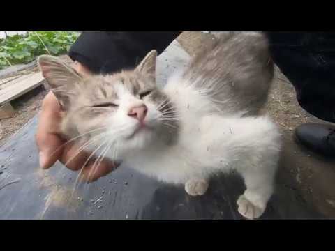 ゴールデン レトリバー 変態 飼い主 ゴールデン レトリバー 変態 飼い主
