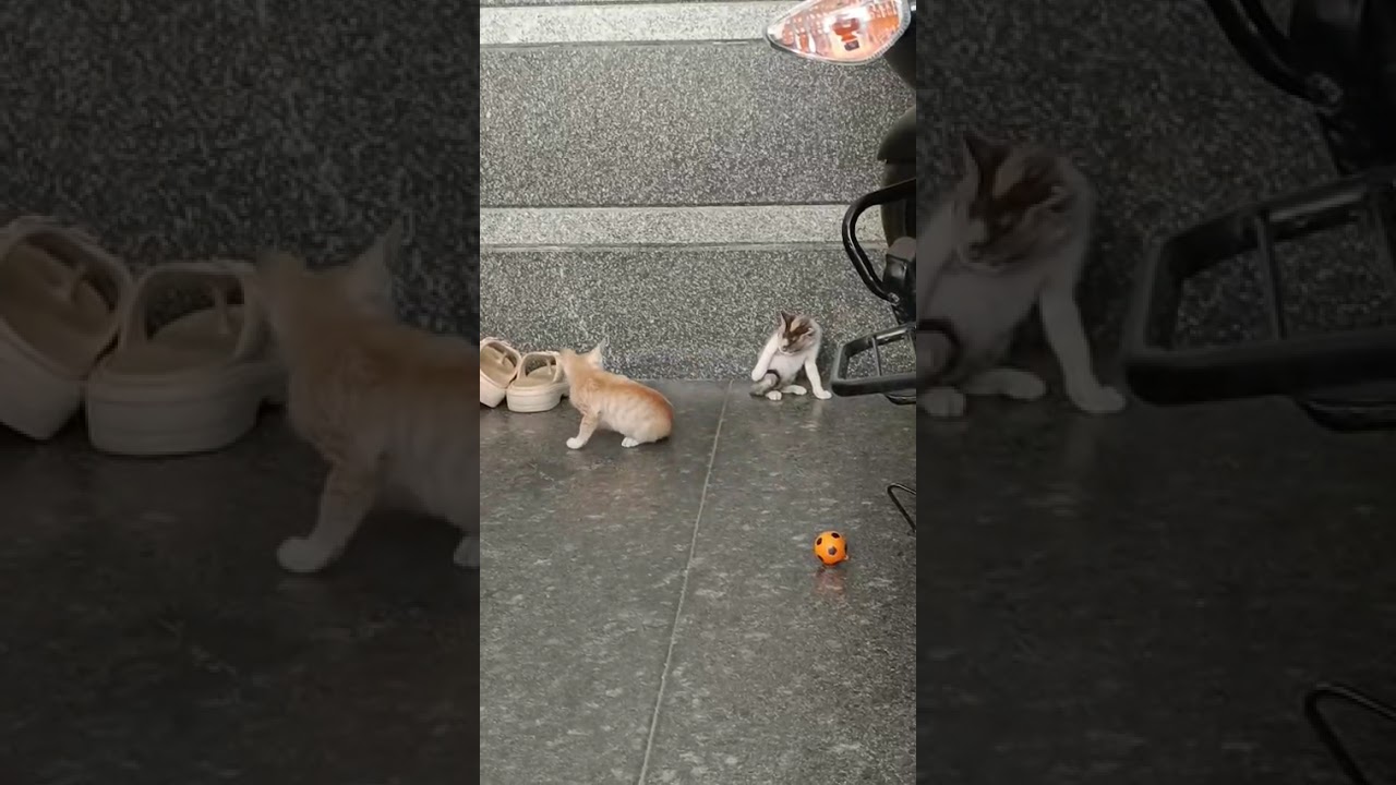 cats playing🐱