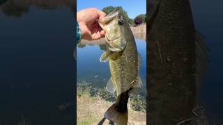 Berkley Drip Minnow Pond Bass fishing! @JRVlogs105 #bassfishing