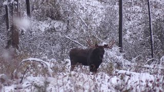 INCREDIBLY VOCAL BULL MOOSE COMES RIGHT IN ON A SNOWY ALBERTA DAY