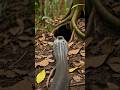 King Cobra Micro Camera: Underground Predator ๐