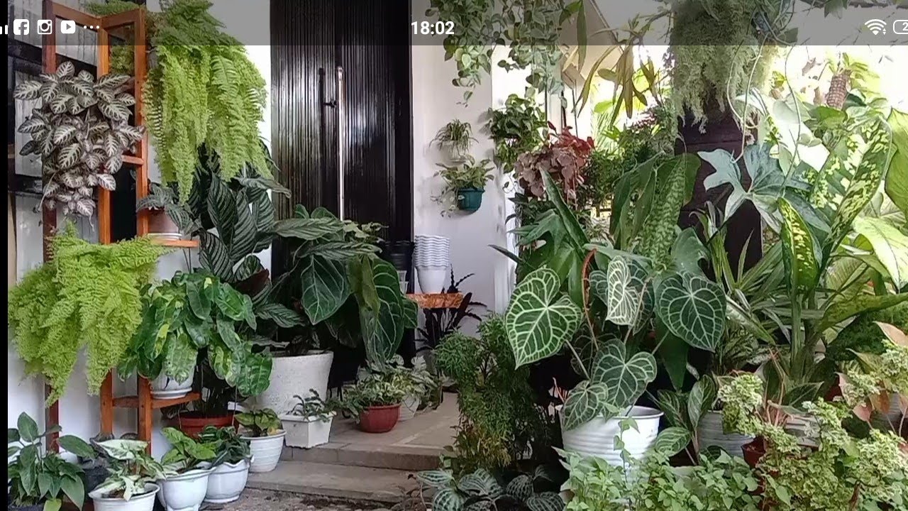 Merawat Tanaman Hias Di Teras Rumah Pada Sore Hari - YouTube