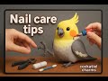 Why Cockatiel Nail Care is CRUCIAL? #shorts #birds