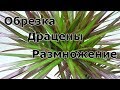 КАК НАРЕЗАТЬ ЧЕРЕНКИ У ВЗРОСЛОЙ ДРАЦЕНЫ,УХОД ЗА ЧЕРЕНКАМИ