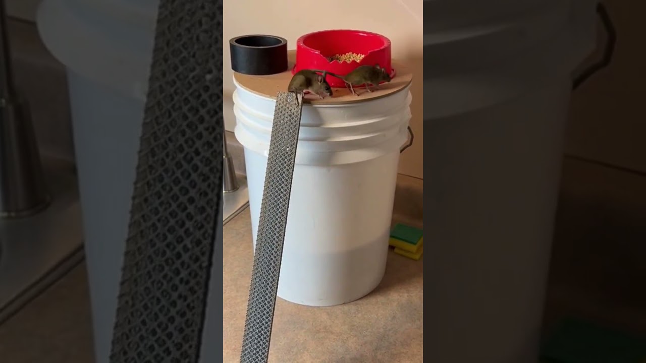 LOL! Cat waits with basket, mice too greedy watch the hilarious chase 