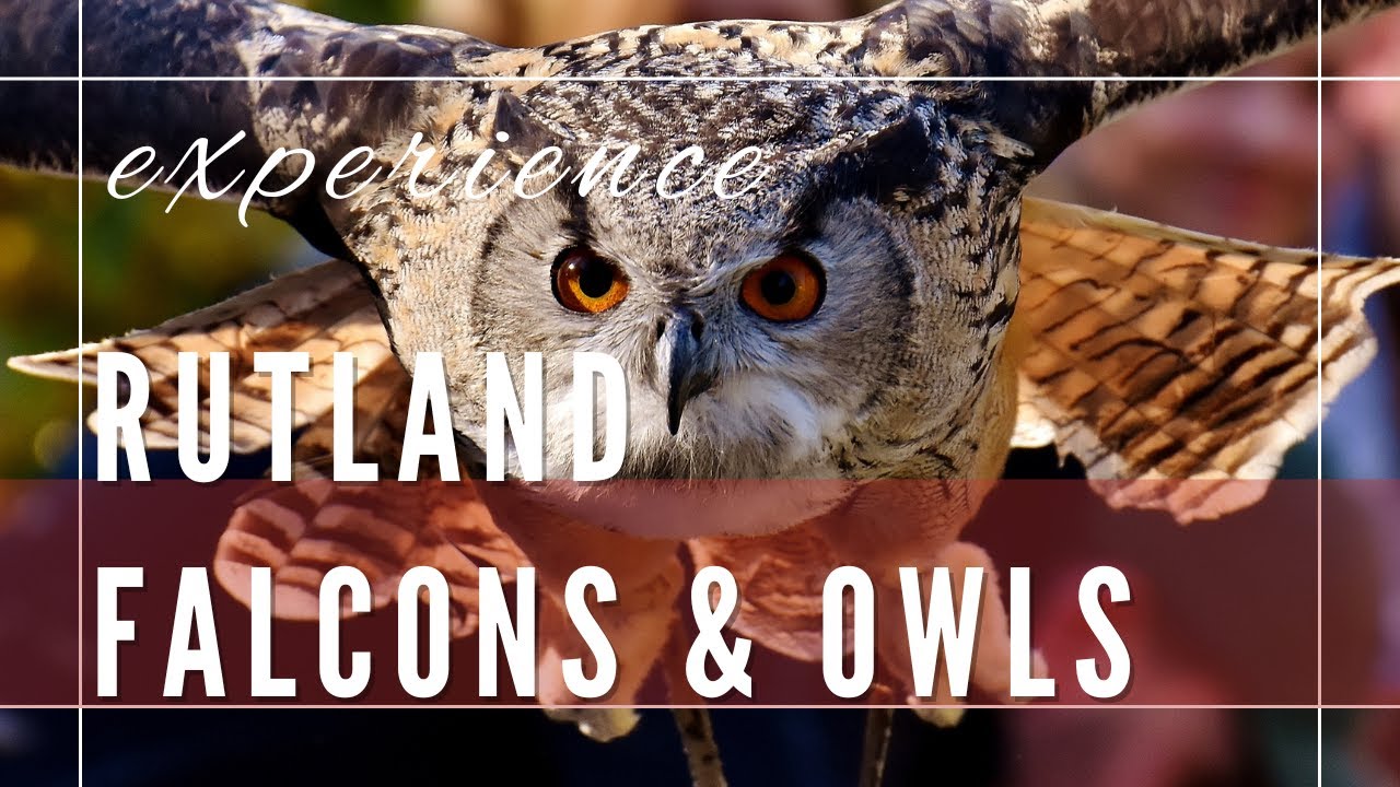 RUTLAND FALCONRY AND OWL CENTRE, OAKHAM, ENGLAND YouTube