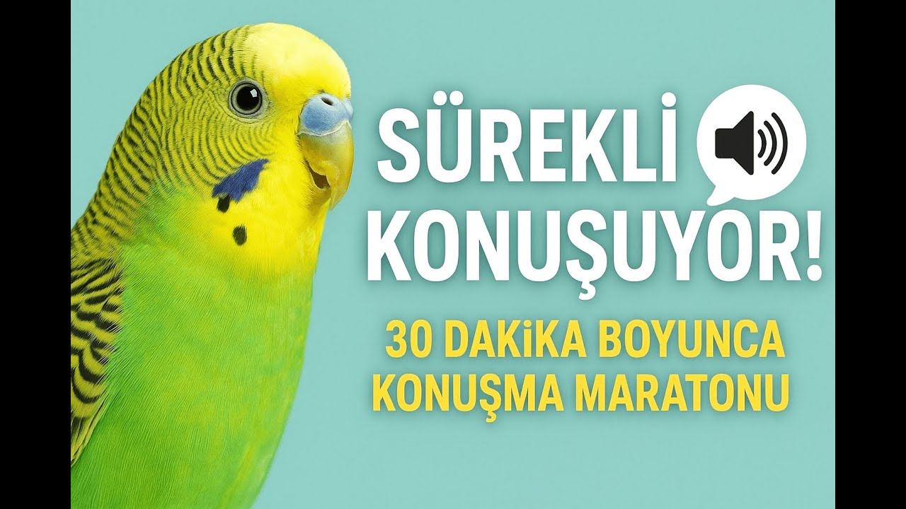 Muhabbet Kuşu Konuşturma Eğitimi – 30 Dakikalık Muhabbet Kuşu Sesleri