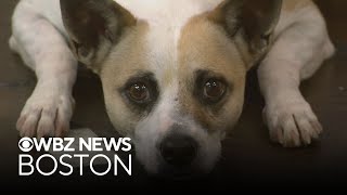 Dogs Oliver and Macaroni up for adoption in Massachusetts