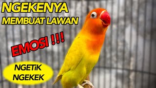 PASTI EMOSI DAN LANGSUNG NGEKEK PANCINGAN LB NGEKEK PANJANG!!!