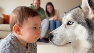 When Your Baby and Dog Have a Secret Conversation Funny Conversation With A Dog