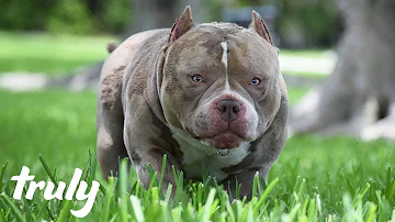 Is there such a thing as a mini pitbull?