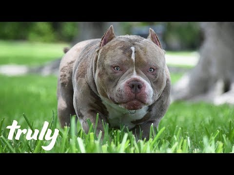 pocket size bully dog