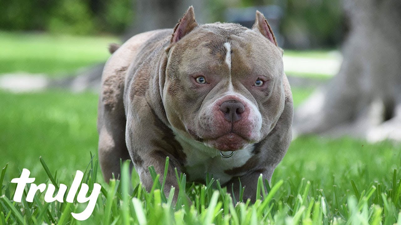 exotic american bully puppies