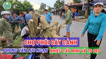 CHỢ PHÔI CÂY CẢNH LỚN NHẤT LỤC NGẠN BẮC GIANG
