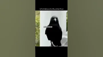 کفتر کاکل به سر معین 