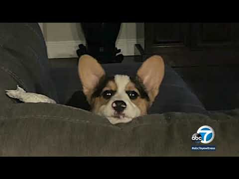 Search underway after Corgi puppy is stolen from animal shelter in Hemet | ABC7