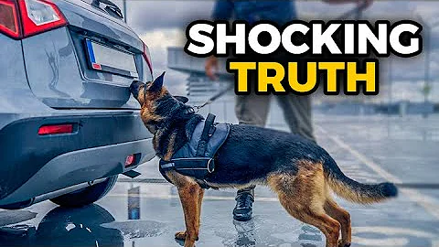 LAWYER: How Cops Run Drug Dogs on Cars Without a Warrant