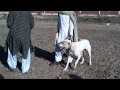 Bully kutta dog