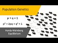 Genotype Phenotype Relationships and Hardy-Weinberg Equilibrium in Population Genetics