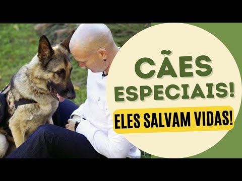 Vídeo: Viver com um cão que tem uma personalidade dominante