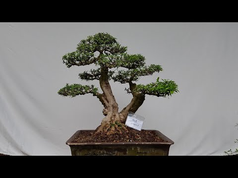 Video SH.3657. Báo giá 27 triệu cây Mai chiếu thủy đẹp đây... - youtube
