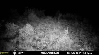 Fox And Skunk Are Brothers