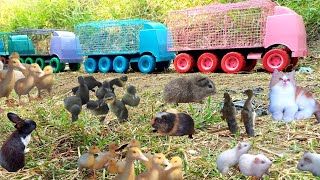 Wow,,,,Trucks Transporting Ducks, Colorful Cows, Cats, Dogs, Guinea Pigs, Elephants and Pigeons
