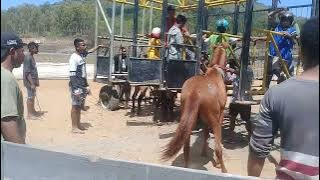 Momen KUDA PACU  BELAVIN MENANG DI BURE LANGA