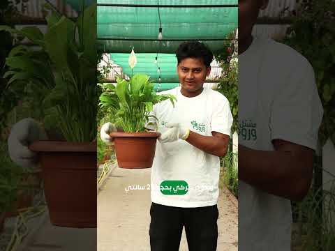 نبات زنبق السلام