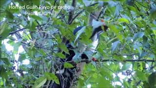 Horned Guan pavo de cacho birding guatemala pablo chumil