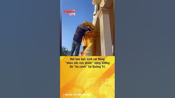 #shorts | Hót hòn họt: Linh vật Rồng “nhan sắc cực phẩm” nặng 500kg đã “hạ cánh” tại Quảng Trị