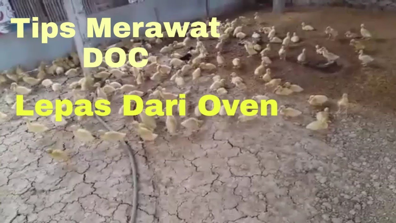 Cara Merawat DOC Lepas dari Tempat Oven