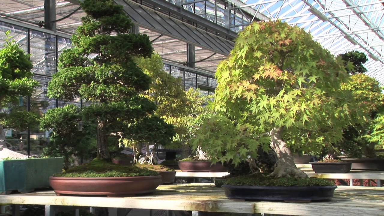 huge bonsai Ficus Microcarpa Bonsai main image 1