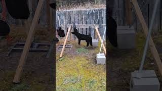 Latest Target Backyard Range