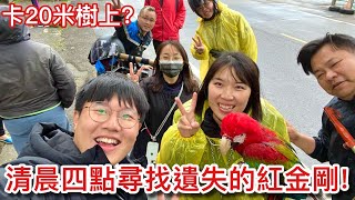 歷險記破曉時刻冒雨「找鳥」卡在荒廢餐廳出動大團隊「淋雨狂奔」過程超驚險歡慶派洛特一週年竟出現隱藏版「黑和尚」鸚鵡【鸚鵡小木屋】