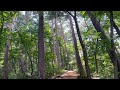 Forest Walk | Walking in the pine forest | cool breeze, sounds of cicada and nature, pine scent