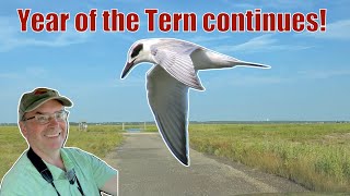 Plum Island in summer means shorebirds - and yet another tern!