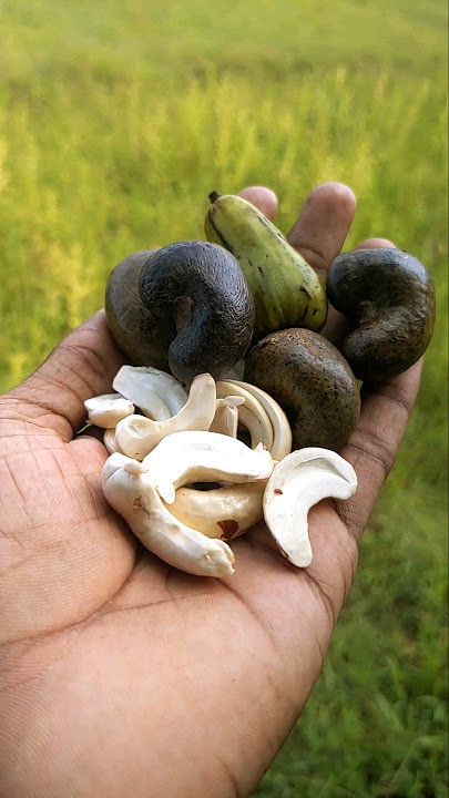 Who loves this fruit? | Cashew nut 🤤 #cashew #pickle #shorts