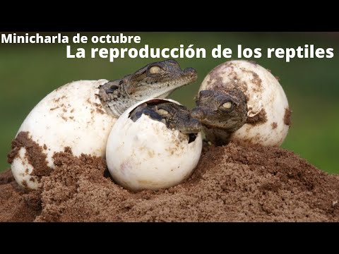 Video: ¿Cómo se reproducen los reptiles?