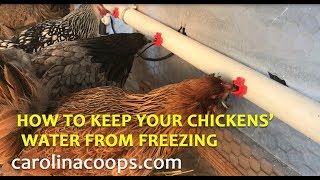 keep chickens water freezing