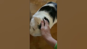 POV you see a random cat on the street ￼