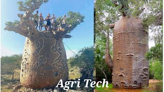 How to Grow a Baobab Tree - God's Tree - The mother of the forest Resimi