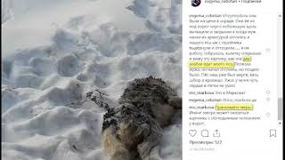 Жесть у ворот! В Маркова собаки едят собак - 5.01.2018 Жесть у ворот! В Маркова собаки едят собак - 5.01.2018